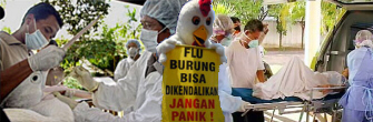 Virus flu burung: warta berita